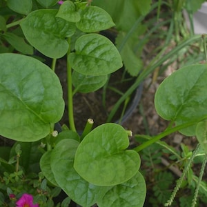 May include: Close-up of a green leafy plant with heart-shaped leaves. The plant is growing in a garden setting.