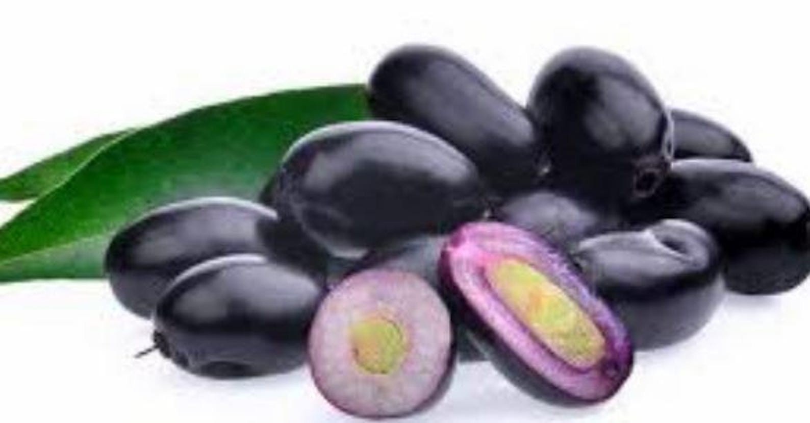 Java Plum |jamun Plant(1-2ft) in One Gal Pot , Syzygium Cumini, Black ...