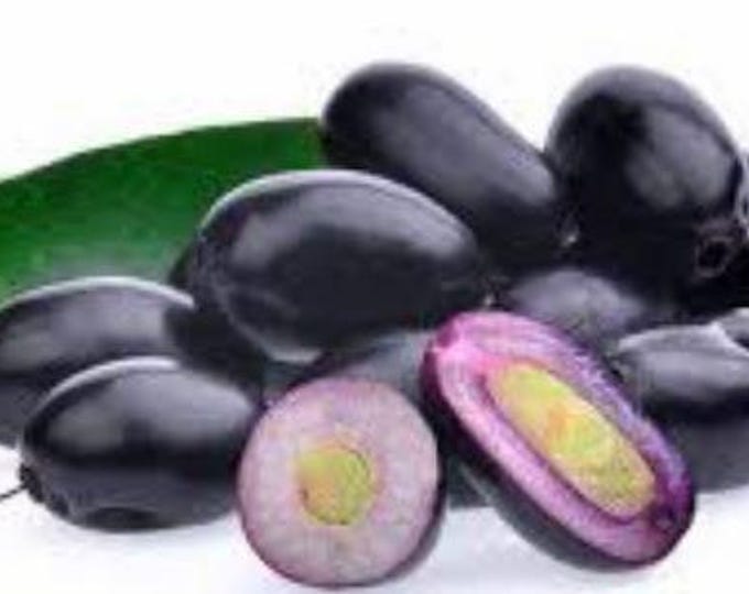 Java Plum | Large Jamun Plant(2-3ft) in One Gal Pot , Syzygium Cumini ...