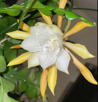 Fishbone cactus or zig zag cactus Yellow flower Live plant in half gal pot