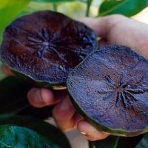 May include: Two halves of a purple star apple fruit, held in a hand. The fruit's interior is a deep purple with a star-shaped pattern at the center. The skin is a dark, almost black color. Green leaves are visible in the background.
