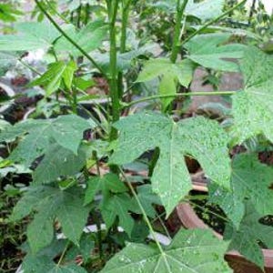 May include: A close-up of a young papaya plant with large, green leaves. The leaves have a slightly textured surface and are covered in small water droplets.