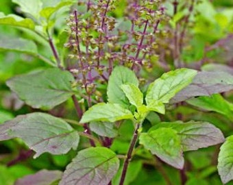 Large Krishna Tulsi | Holy Basil live plant in half gal pot purple stem - no shipping to CA,TX, AZ