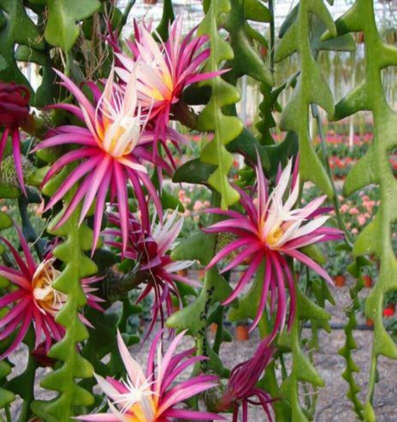 Tropicaldreamland Fishbone Cactus - Thumbnail 3
