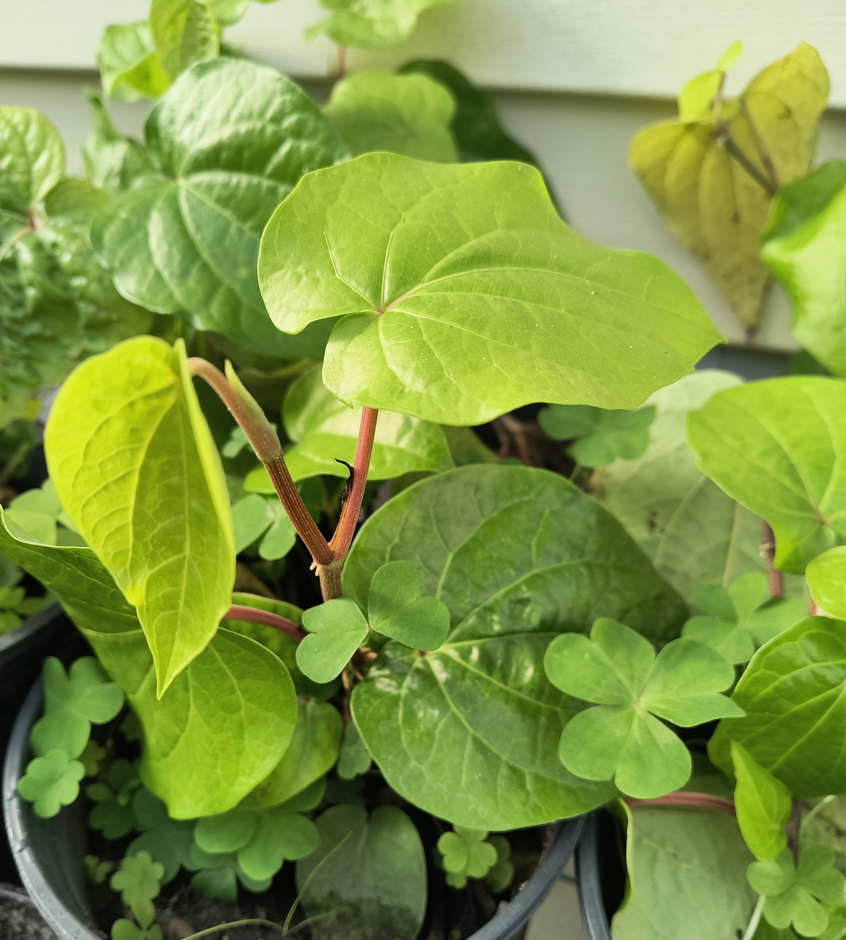 Organic Betel Leaf Plant, Paan, Piper Betle Vine, Barui, Bai Phu, Herb Vine  Spice Live Plant in Half Gal Pot - Etsy