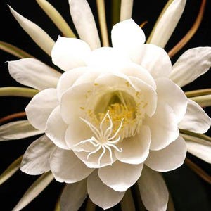 May include: A white, fragrant flower with a large, central bloom and many petals. The flower has a delicate, almost translucent appearance.