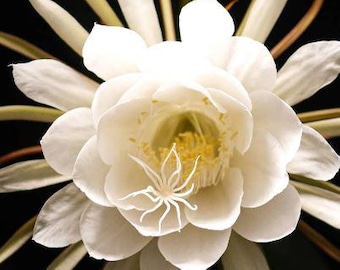 Queen of the Night | Brahma Kamal plant in 4" and half gal pot