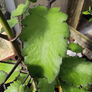 Organic Miracle Leaf