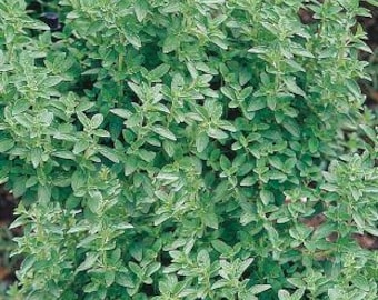 Organic Maruga, Sweet Marjoram, Knotted Marjoram live plant in pot