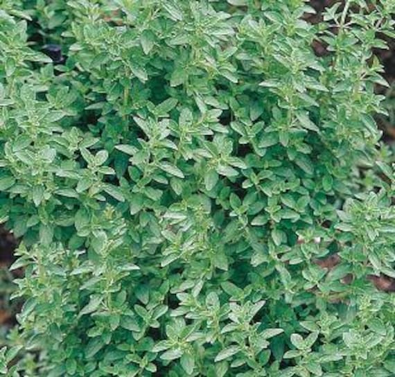 Organic Maruga, Sweet Marjoram, Knotted Marjoram Live Plant in Pot - Etsy