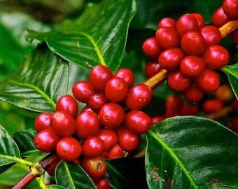 Organic Arabica coffee live plant in half gal pot