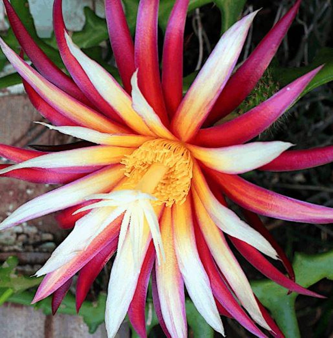 Fishbone Cactus or Zig Zag Cactus Red Flower Live Plant in Half Gal Pot -  Etsy