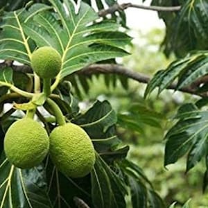 May include: Three round, textured, light green breadfruit hanging from a branch. The fruit features a bumpy, pebbled surface and is surrounded by large, deeply lobed, dark green leaves with prominent yellow-green veins on a tree.