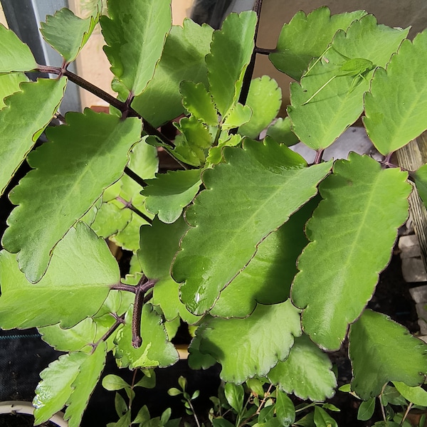 Organic Miracle Leaf, Leaf of life, plantKalanchoe Pinnata, Bryophyllum pinnatum, Cathedral Bells, Goethe live plant