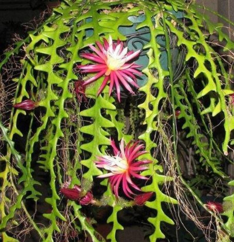 Tropicaldreamland Fishbone Cactus - Thumbnail 2