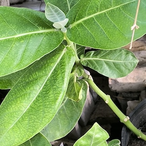 May include: Close-up of a plant with large, green leaves and a light green stem. The leaves have prominent veins and a textured surface. The plant is in a pot, and the background is blurred.