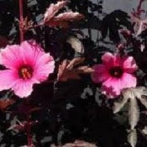 May include: Two pink hibiscus flowers with dark red centers bloom against a backdrop of dark green foliage.