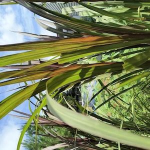 May include: Close-up of a clump of tall, green and purple-tinged grass with long, narrow leaves. The grass is growing in a garden setting.
