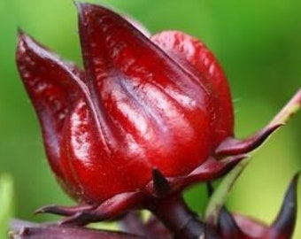 Organic Red Roselle Hibiscus/ jamaican sorrel / Gongura Live Plant in pot - No shipping to CA