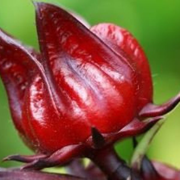 Organic Red Roselle Hibiscus / Gongura Live Plant 8-10 inch in pot - No shipping to CA