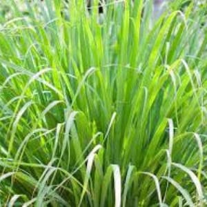 May include: A close-up of a lush green patch of lemongrass. The blades of grass are long and slender, with a vibrant green hue.