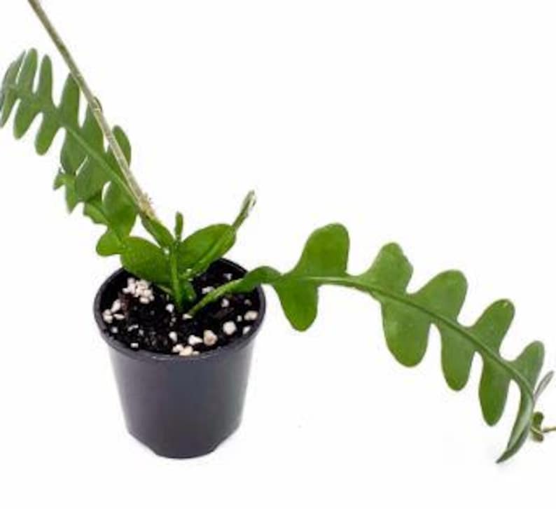 Tropicaldreamland Fishbone Cactus - Thumbnail 4