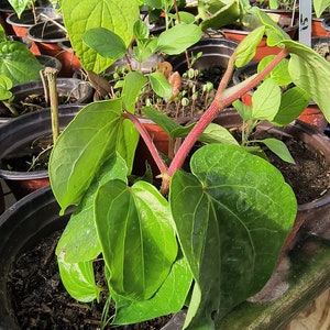 Organic betel leaf plant, paan, Piper Betle vine, Barui, Bai Phu, Herb Vine Spice live plant in half gal pot