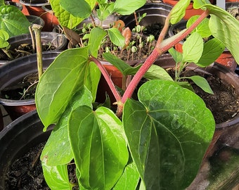 Organic betel leaf plant, paan, Piper Betle vine, Barui, Bai Phu, Herb Vine Spice live plant in half gal pot
