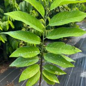 May include: A young sugar apple tree in a black pot, showcasing vibrant green leaves. The plant is in the early stages of growth, with a slender stem and multiple leaves. The background features other plants and a black surface.