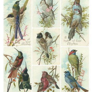 BIRD PAIRS CHRISTMAS Vintage Images - Instant Download Digital Collage Sheet