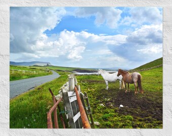 Twee paarden bij Mullaghmore, SLIGO, Sea View, Irish CASTLE, Country Road, Scenic Farm, IERLAND Landschapsfotografie, White Horse, Green Hills