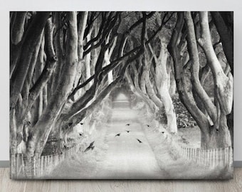 The Dark Hedges, Spookachtige BOMEN, Noord-IERLAND, Surrealistisch landschap, Bosscène, RAVEN, Tree Canopy Road, Vliegende merels, Bijgeloof