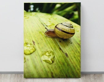 Grove Snail, Mollusc Photo, Belfast Castle, Snail on a Leaf, Brown band Shell, Water Droplets Macro, Nature Lover Card, Tropical Decor