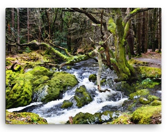 Fiume Shimna, Mourne Mountains, County Down, Tollymore, Irlanda del Nord, Paesaggio irlandese, Foto della foresta antica, Amante della natura, Muschio irlandese