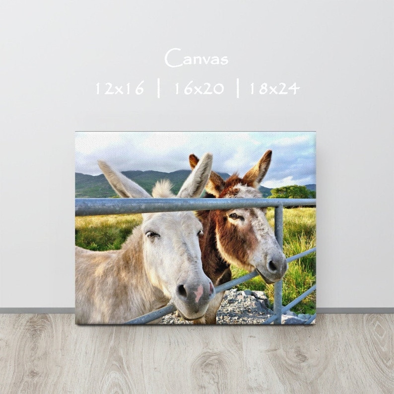 Irish Donkeys in Co. CORK, Ireland Photography, Gift for Animal Lovers, Two Fine Asses, IRISH Country Landscape, Ring of Beara, Nice ASS 