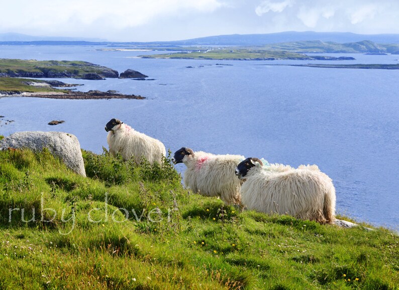 Painted Irish Sheep Co. DONEGAL Gaeltaght IRELAND Etsy
