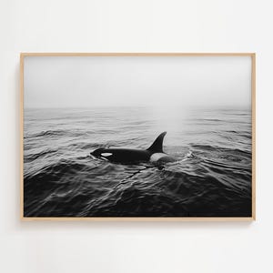 Schwarz Weiß Orca Schwimmen | Marine Leben im Meer Kunst | Ozean Mammut Druck | Monochromes Poster für Sea Life Liebhaber | Natur Marine Wanddekor