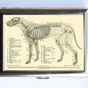 Animal Anatomy Dog Skeleton Cigarette Case Wallet Business Card Holder gótico victoriano médico