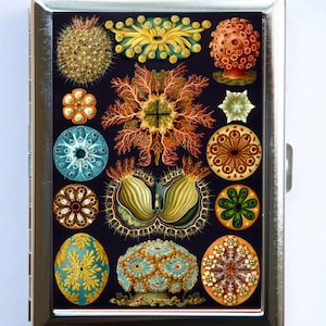 Ascidiae Sea Coral Cigarette Case Wallet Tarjeta de Visita