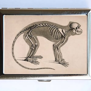 Estuche para cigarrillos con esqueleto de mono y anatomía animal, billetera, tarjetero, estilo gótico, victoriano, médico