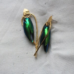 Arched Seasons Enclosed Beetle Wing Earrings image 1