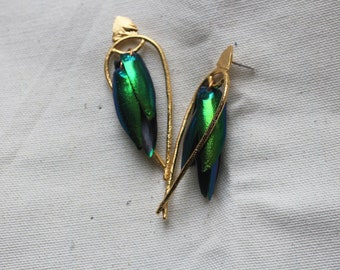 Arched Seasons - Enclosed Beetle Wing Earrings