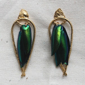 Arched Seasons Enclosed Beetle Wing Earrings image 4