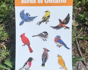 May include: A notepad featuring illustrations of various birds, including a blue jay, cardinal, and goldfinch. The notepad has an orange header with the text "Birds of Ontario". The illustrations are colorful and detailed.