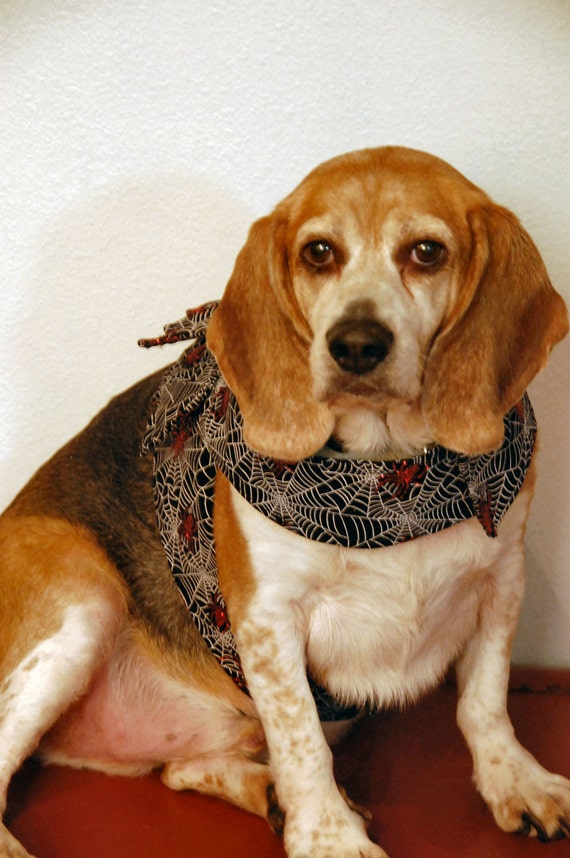 Hund Fledermaus
