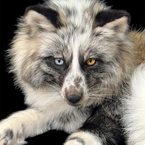 May include: Close-up of a fox with striking heterochromia, one blue and one amber eye. The fox has a mix of gray, white, and black fur, with black-tipped ears and a white muzzle. The background is solid black.