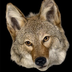 Soft Mount Coyote Commission