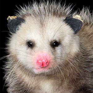 Soft Mount Opossum Commission