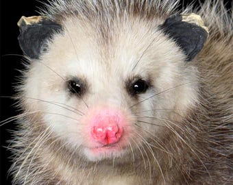 Soft Mount Opossum Commission