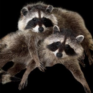 Soft Mount Raccoon Commission